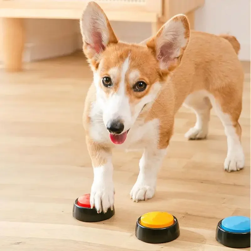 애완 동물 사운드 박스 녹음 가능한 말하기 버튼 고양이 - Interactive Cat Toy 리뷰 및 가격