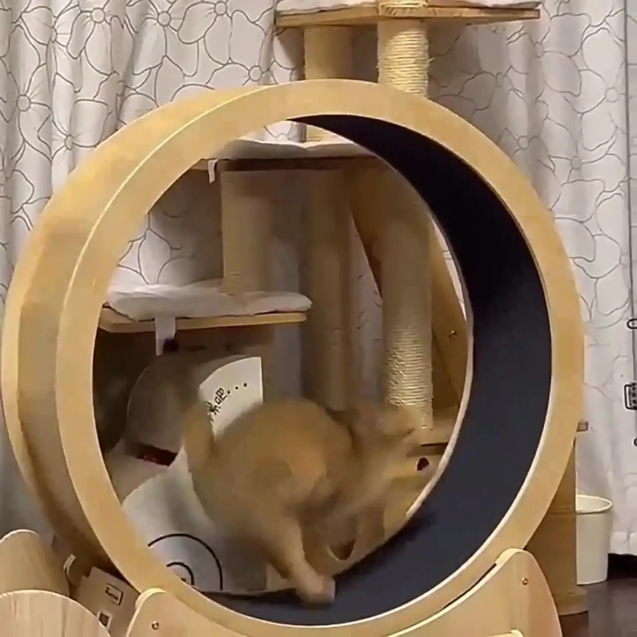 고양이 피트니스 휠 실내 장난감 고양이 인터랙티브 장난 - Interactive Cat Toy 리뷰 및 가격