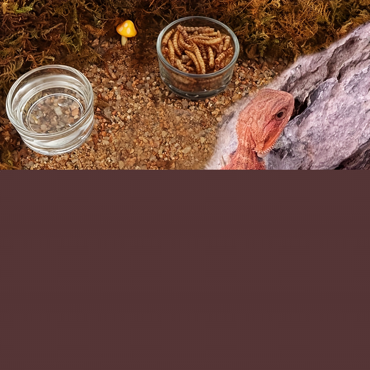 유리 수족관 미니 사이즈 새우 먹이 접시 수족관 어항  - Pet Supplies Fish 리뷰 및 가격