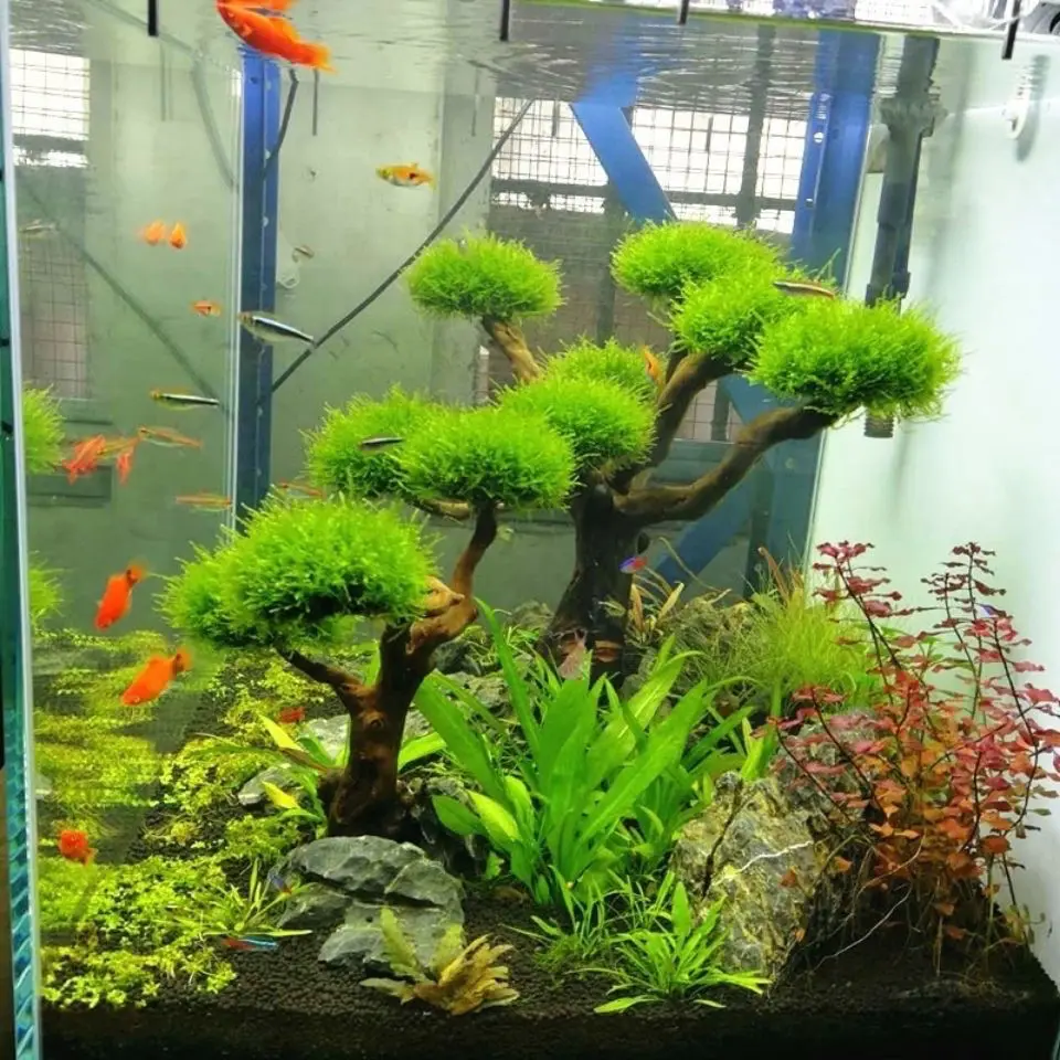 수족관 유목 조경 장식, 어항 목재 DIY 장식, DI - Pet Supplies Fish 리뷰 및 가격